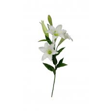 Lilium brownii white