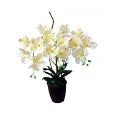 Purple huang orchid 24"