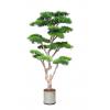 podocarpus macrophyllus